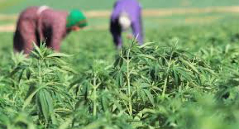 بالفيديو: “ماريجوانا” في جرد جبيل