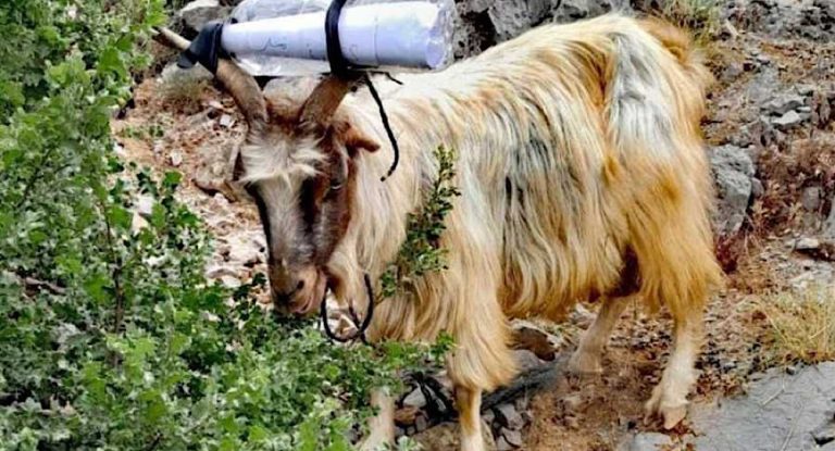 بالصور: رسالة مربوطة بقرني رأس ماعز من الجيش الإسرائيلي لرعاة مزارع شبعا!