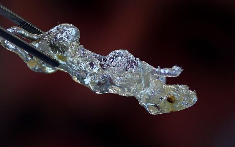 فأر شفاف لتطوير علاجات السرطان