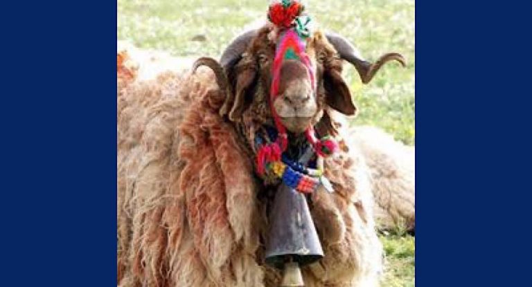 خاص-الأغنام خلف قائدها وقائدها خلف الحمار.