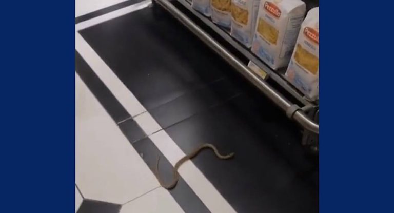 بالفيديو- إنتشال أفعى في متجر “spinneys”