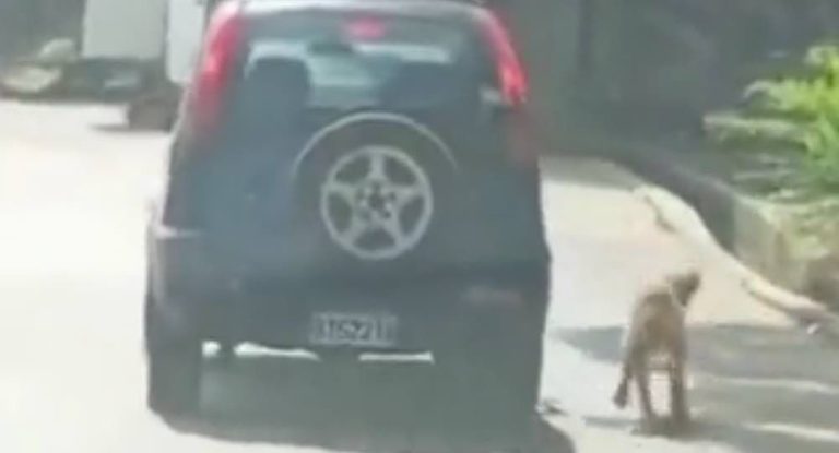 بالفيديو-مشهد “مذل” في وضح النهار… شاهدوا ما جرى على أوتوستراد العقيبة!