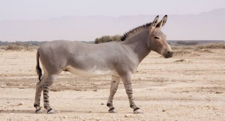 ولادة حمار  نادر