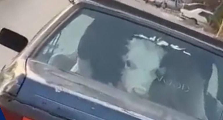 بالفيديو – عجائب لبنان.. بقرة داخل سيارة على الطريق