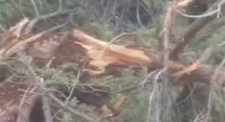 بالفيديو-“مجزرة بيئية” في قضاء جبيل… اليكم ما يحصل!