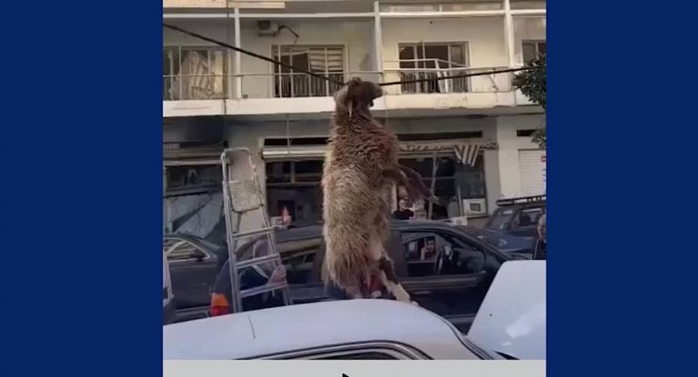 بالفيديو-في مشهدٍ غريب… “خاروف” علقَ قرنه على شريطٍ كهربائيّ وتعلّق في الهواء!