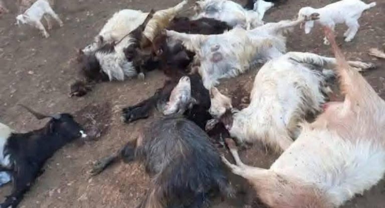 بالصور-مجزرة في قطيع ماعز …إلبكم التفاصيل !