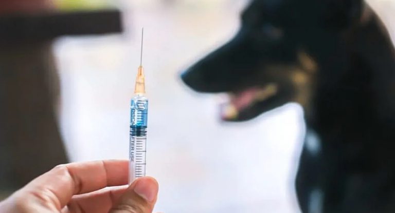 الكشف عن اسم الوزير الذي تعرض لعضة الكلب