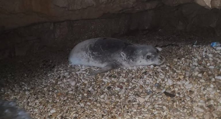 فقمة الراهب المتوسطية تدق ناقوس الخطر في عمشيت… ووزارة البيئة تتحرّك