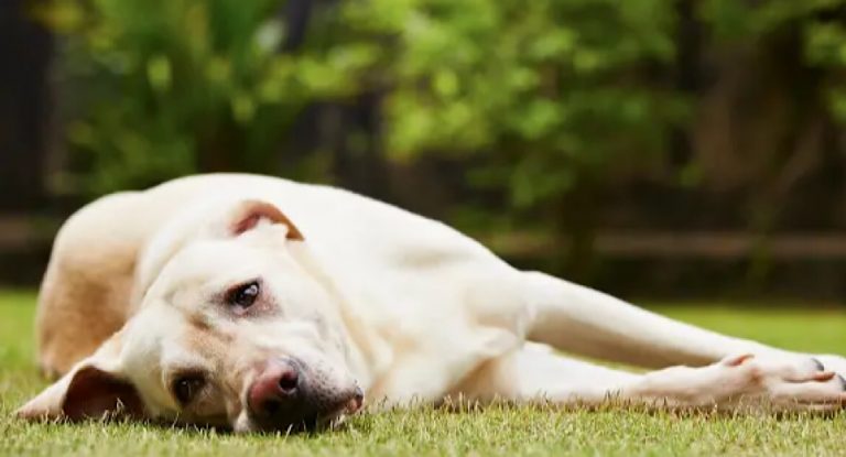 حالات تسمم كلاب وقطط في بلدة ترتج