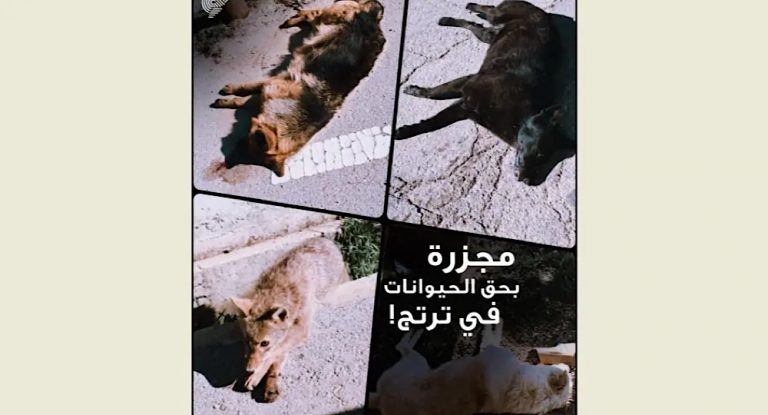 مجزرة في ترتج…تسميم 63 حيوانا ومناشدة الجهات القضائية كشف الفاعل ومحاسبته
