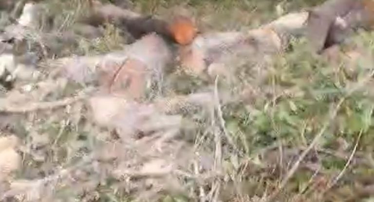 خاص-جريمة بيئية في عمشيت… فيديو يوثّق قطع أشجار : برسم البلدية ووزارة الزراعة